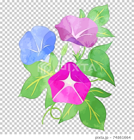 水彩風格牽牛花圖 74861664