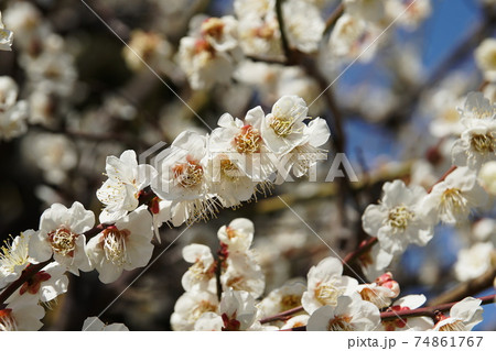 ウメ　Japanese apricot 74861767