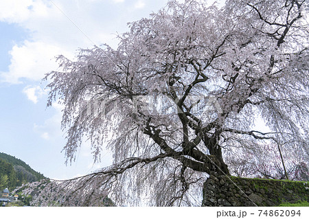 大宇陀又兵衛桜 74862094