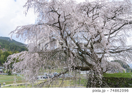 大宇陀又兵衛桜 74862096