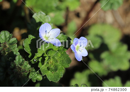 冬の野原に咲くオオイヌノフグリの青色の花 74862300