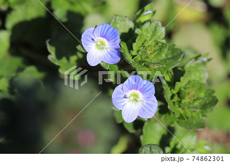 冬の野原に咲くオオイヌノフグリの青色の花 74862301