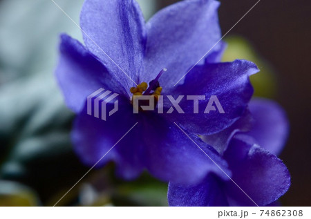 セントポーリアの青い花のアップ 74862308