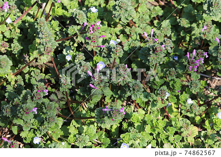 冬の野原に咲くオオイヌノフグリとホトケノザ 74862567