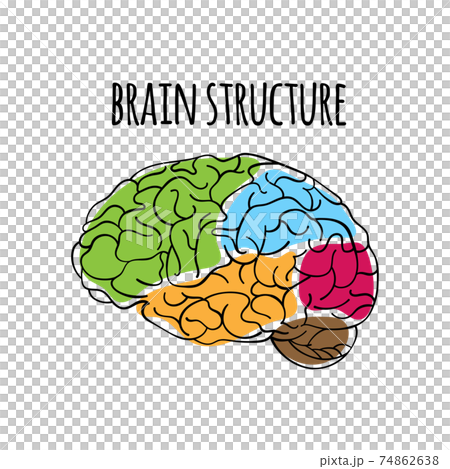 BRAIN STRUCTURE Nervous System Anatomy Human Scheme Medicine Vector Illustration For Print 74862638