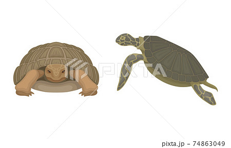 Turtles with Bony Shell as Land-dwelling and Sea-dwelling Specie Vector Set 74863049