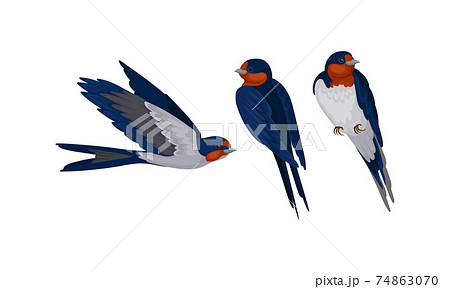 Swallow Or Martin As Passerine Bird With Long のイラスト素材