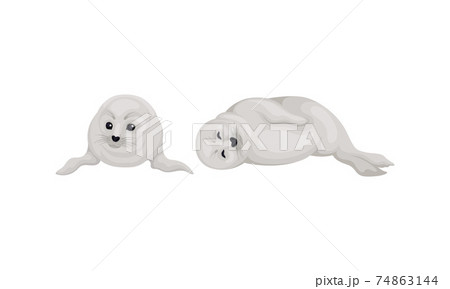 Fur Seals as Pinniped Specie with Vibrissae and Dense Underfur in Lying Pose Vector Set Fur Seals as Pinniped Specie with Vibrissae and Dense Underfur in Lying Pose Vector Set 74863144