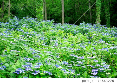 塩田城址のガクアジサイ 塩田城址のガクアジサイ 74863276