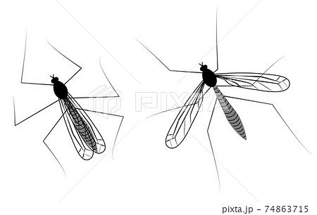 ガガンボ ガガンボ 74863715