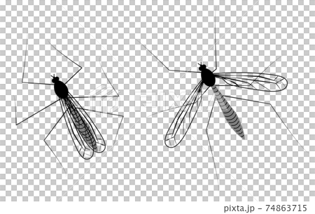 ガガンボ ガガンボ 74863715