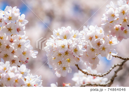 東北の桜の名所　一目千本桜と青空　【宮城県】 74864046