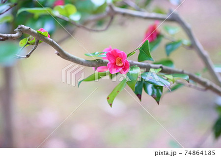 ツバキの花 寒咲赤侘助 ツバキの花 寒咲赤侘助 74864185