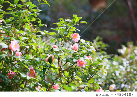 ツバキの花 覆輪秋の山 ツバキの花 覆輪秋の山 74864187