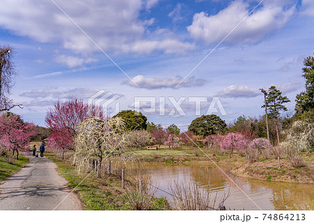 公園を散歩する人と梅の木 74864213