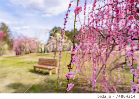 早春の梅の木 ピンクの枝垂れ梅とベンチ 早春の梅の木 ピンクの枝垂れ梅とベンチ 74864214