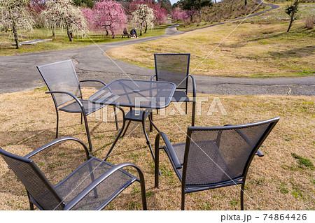 早春の梅園で休憩する人 イスとテーブル 早春の梅園で休憩する人 イスとテーブル 74864426