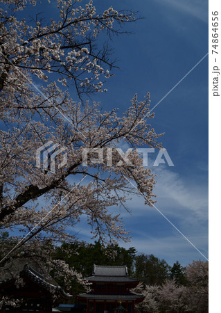 聖光寺の桜 74864656