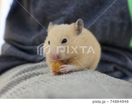 餌を食べる可愛いハムスターの写真素材