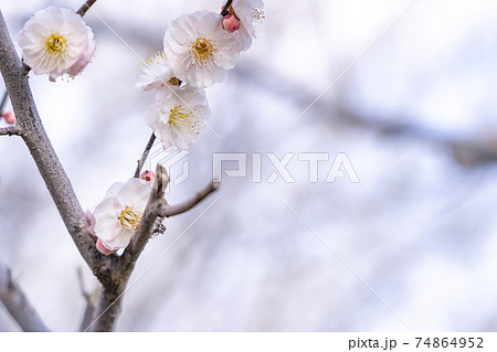 早春の梅の枝　白梅 74864952