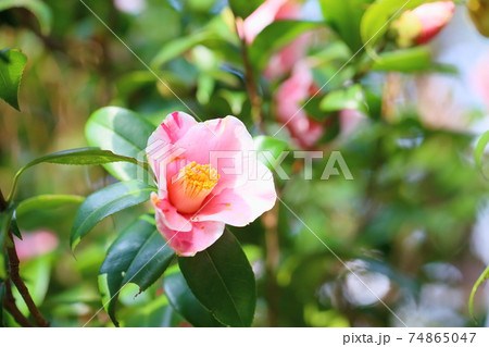 ツバキの花 覆輪秋の山 ツバキの花 覆輪秋の山 74865047