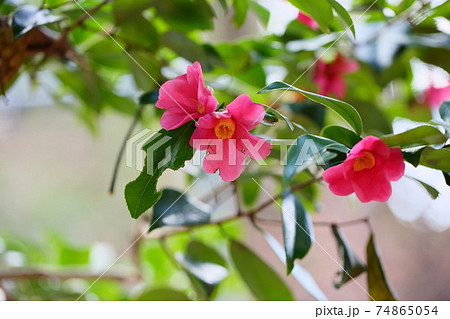 ツバキの花　赤侘助 74865054