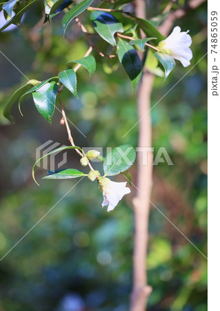 ツバキの花 白侘助 ツバキの花 白侘助 74865059