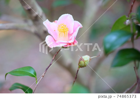 ツバキの花 覆輪秋の山 ツバキの花 覆輪秋の山 74865373