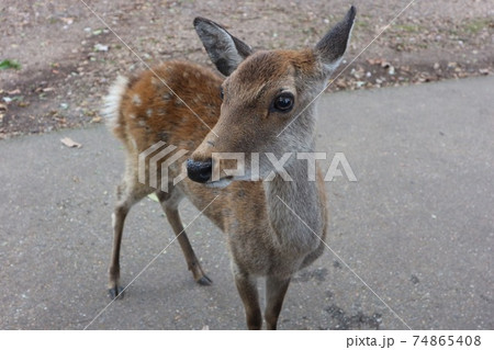 カメラ目線の可愛い小鹿の写真素材