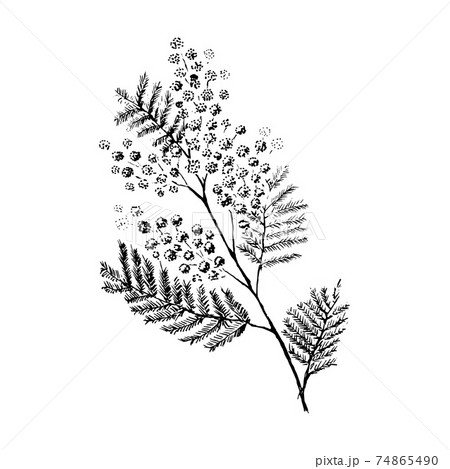 Mimosa branch. Hand-drawn in sketch style. Vector illustration. 74865490