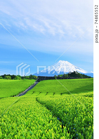 青空の富士山 新緑の茶畑 青空の富士山 新緑の茶畑 74865552
