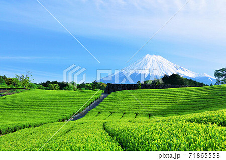 青空の富士山　新緑の茶畑 74865553