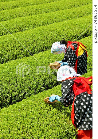 初夏　新緑の茶摘み 74865554