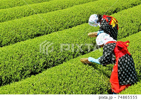 初夏 新緑の茶摘み 初夏 新緑の茶摘み 74865555