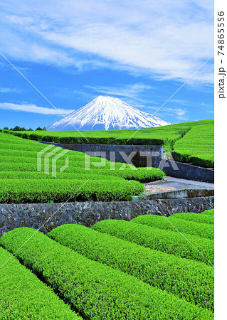 初夏の青空と新緑の茶畑 そして富士山 初夏の青空と新緑の茶畑 そして富士山 74865556
