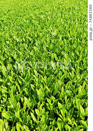 初夏　新緑の茶畑 74865560