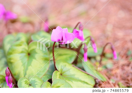 シクラメンの花 コウム シクラメンの花 コウム 74865579