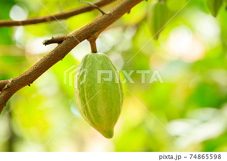 Cacao Tree (Theobroma cacao). Organic cocoa fruit pods in nature. 74865598