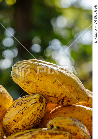 Cocoa beans and cocoa pod on a wooden surface. Cocoa beans and cocoa pod on a wooden surface. 74865696