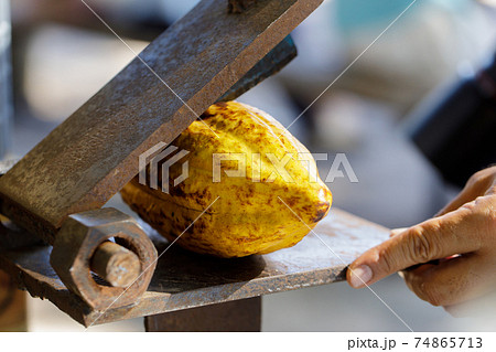 Cocoa beans and cocoa pod on a wooden surface. Cocoa beans and cocoa pod on a wooden surface. 74865713