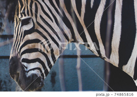 動物 寂しげなシマウマの横顔のアップの写真素材