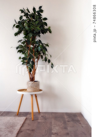 White empty room with indoor green plant in woven basket near blank wall, scandinavian style, retro modern interior with copy space background 74866308