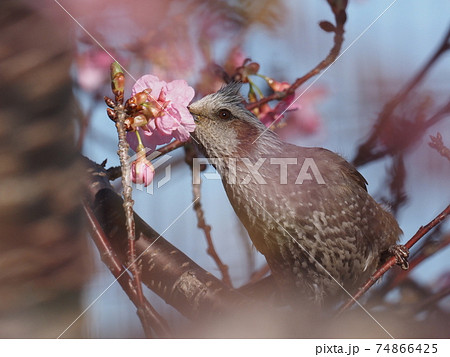 桜をついばむヒヨドリ 桜をついばむヒヨドリ 74866425