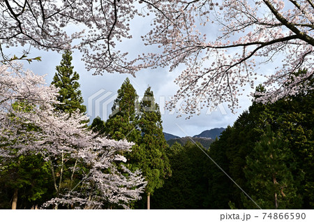 立雲峡の桜の写真素材