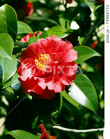 美しいツバキ（自然質感） 74866733