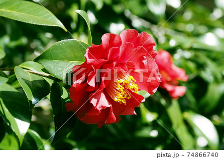 美しいツバキ（自然質感） 74866740