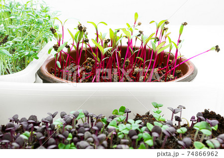 Micro greens in bowls 74866962