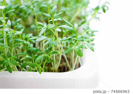 Growing sprouts of watercress 74866963