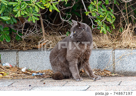 ごみのポイ捨ての中にたたずむねこの写真素材
