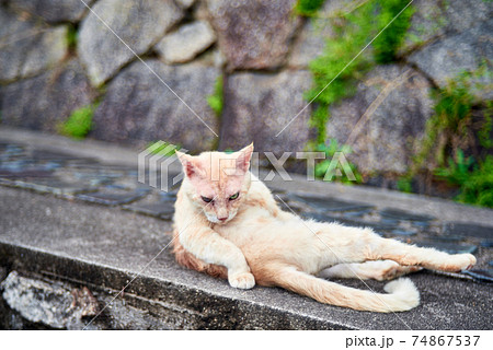 道端の野良猫　尾道　猫　 74867537